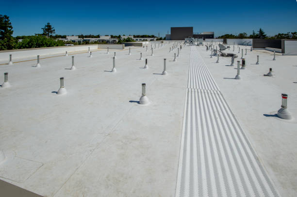 Best Roof Moss and Algae Removal  in Brownsville, TN